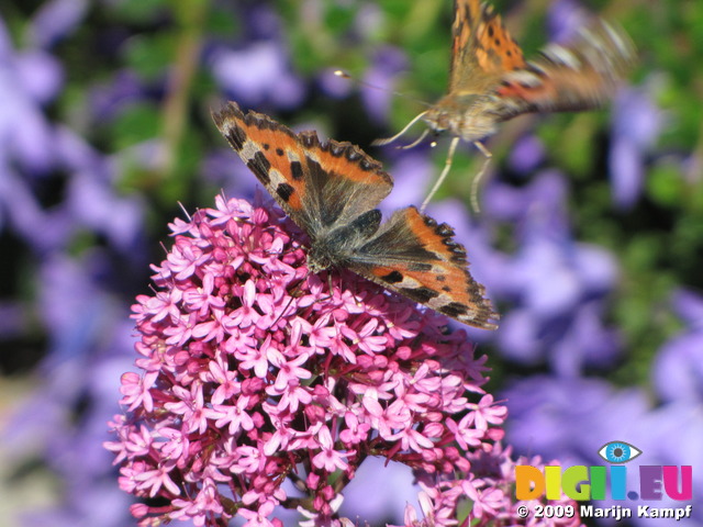 SX06516 Small Tortoiseshell (Aglais urticae) on pink flower Red Valerian (Centranthus ruber) and Painted lady butterfly (Cynthia cardui) landing